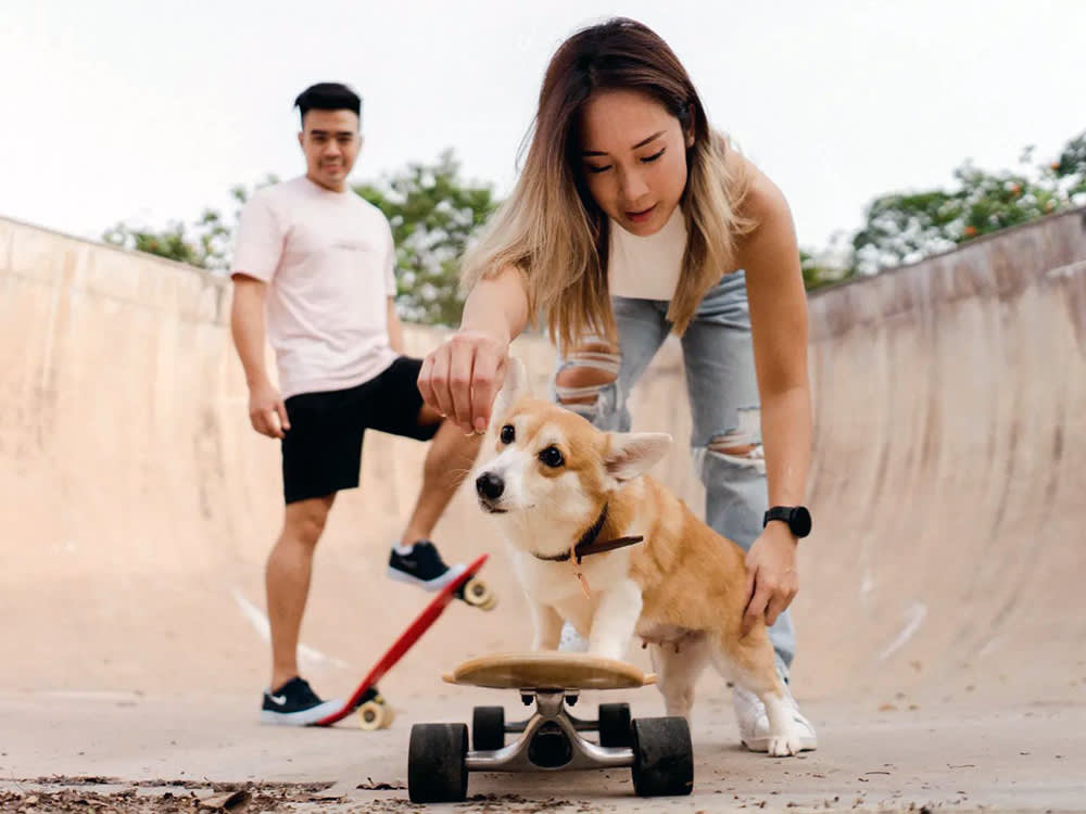 Yes, Your Dog Can Learn to Skateboard. It's Just Shaping in Disguise.