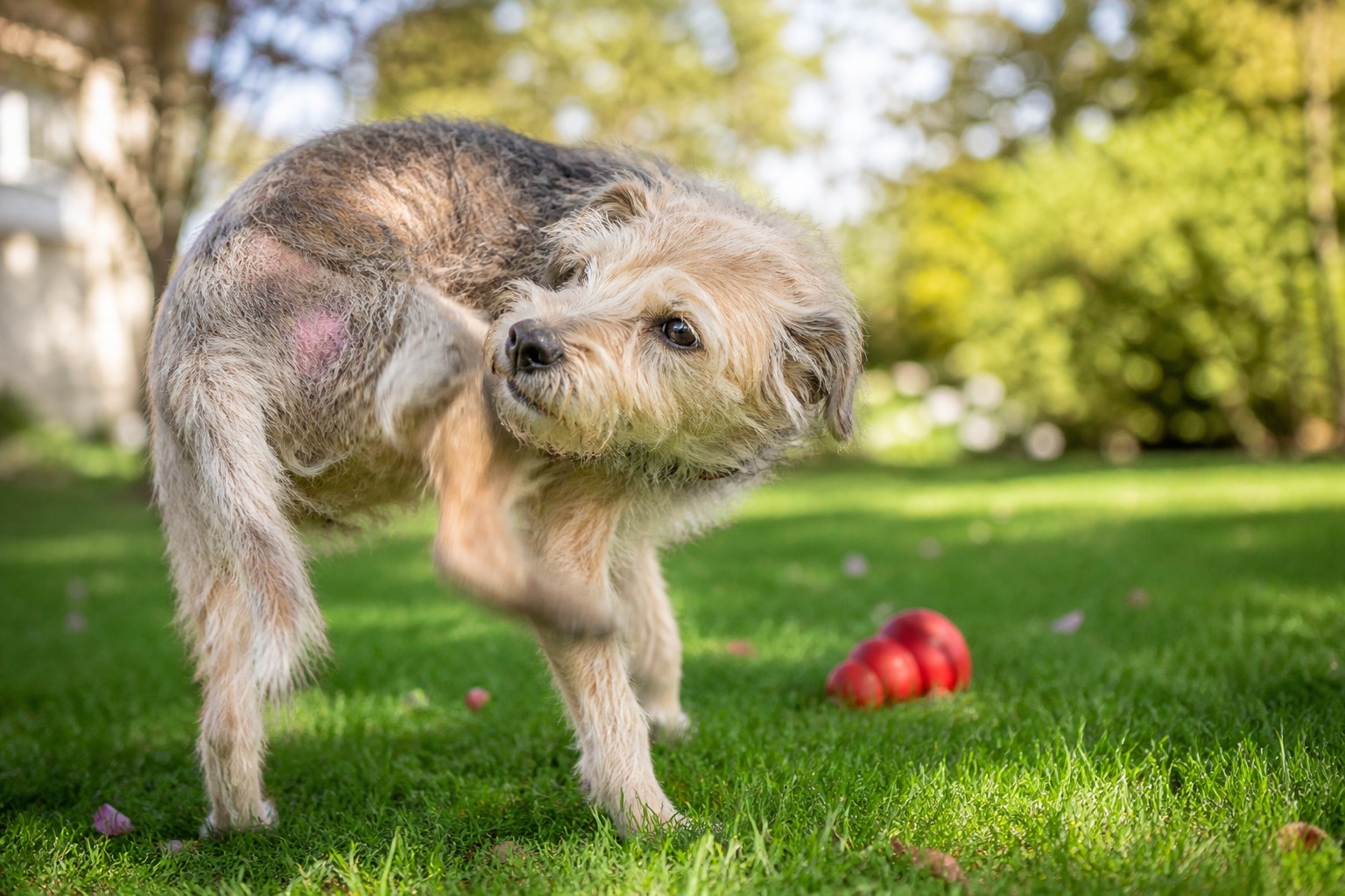 Your Pet's Allergy Season Doesn't Look Like Yours