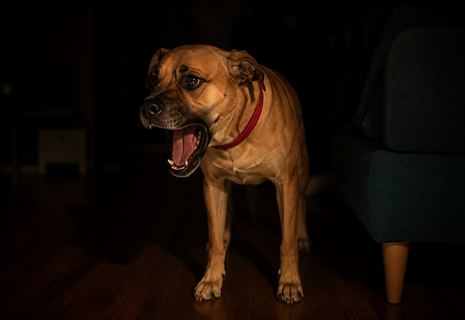 When Your Dog Chokes, Your First Instinct Is the Wrong One