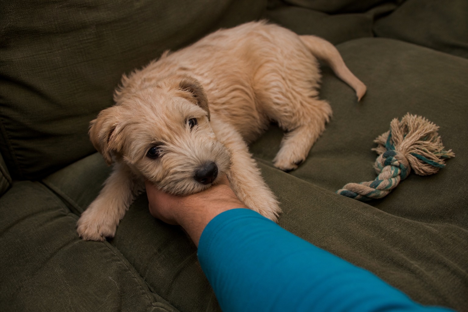 Your Dog's Nibble Is a Dial, Not a Switch. You're Turning It the Wrong Way.
