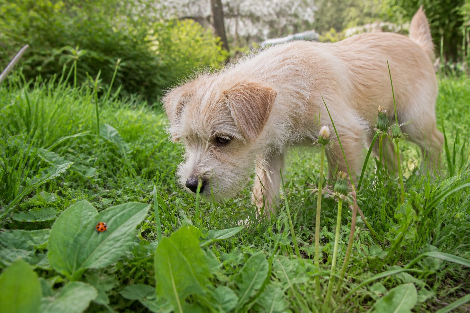 No, Ladybugs Aren't Poisoning Your Dog. One Look-Alike Can Burn Their Mouth.