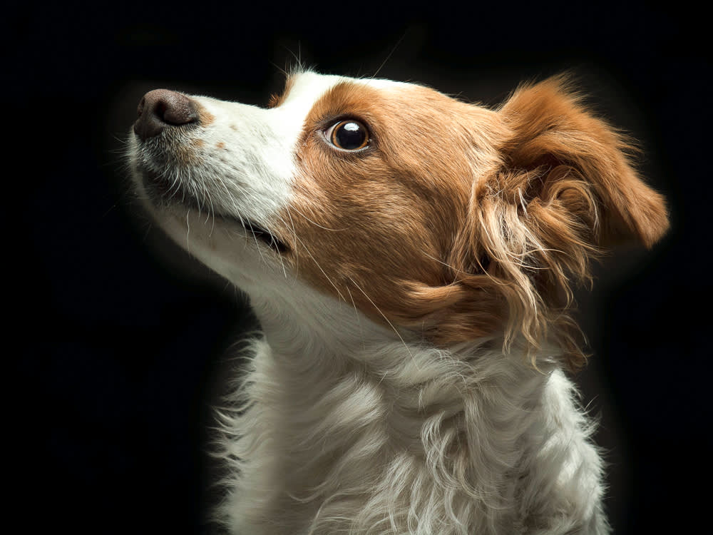 Forget the Rusty Nail. Here's How Dogs Actually Get Tetanus.