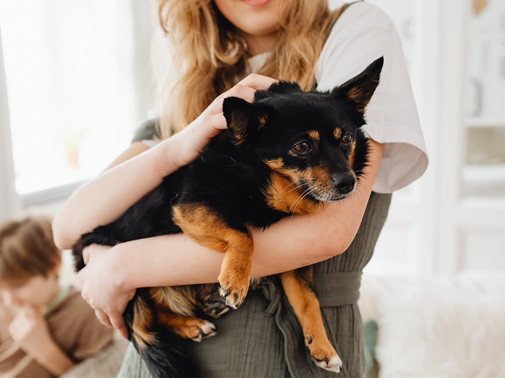 Vets Call It the '$1,000 Sock.' The Size of What Your Dog Swallowed Isn't the Real Danger.