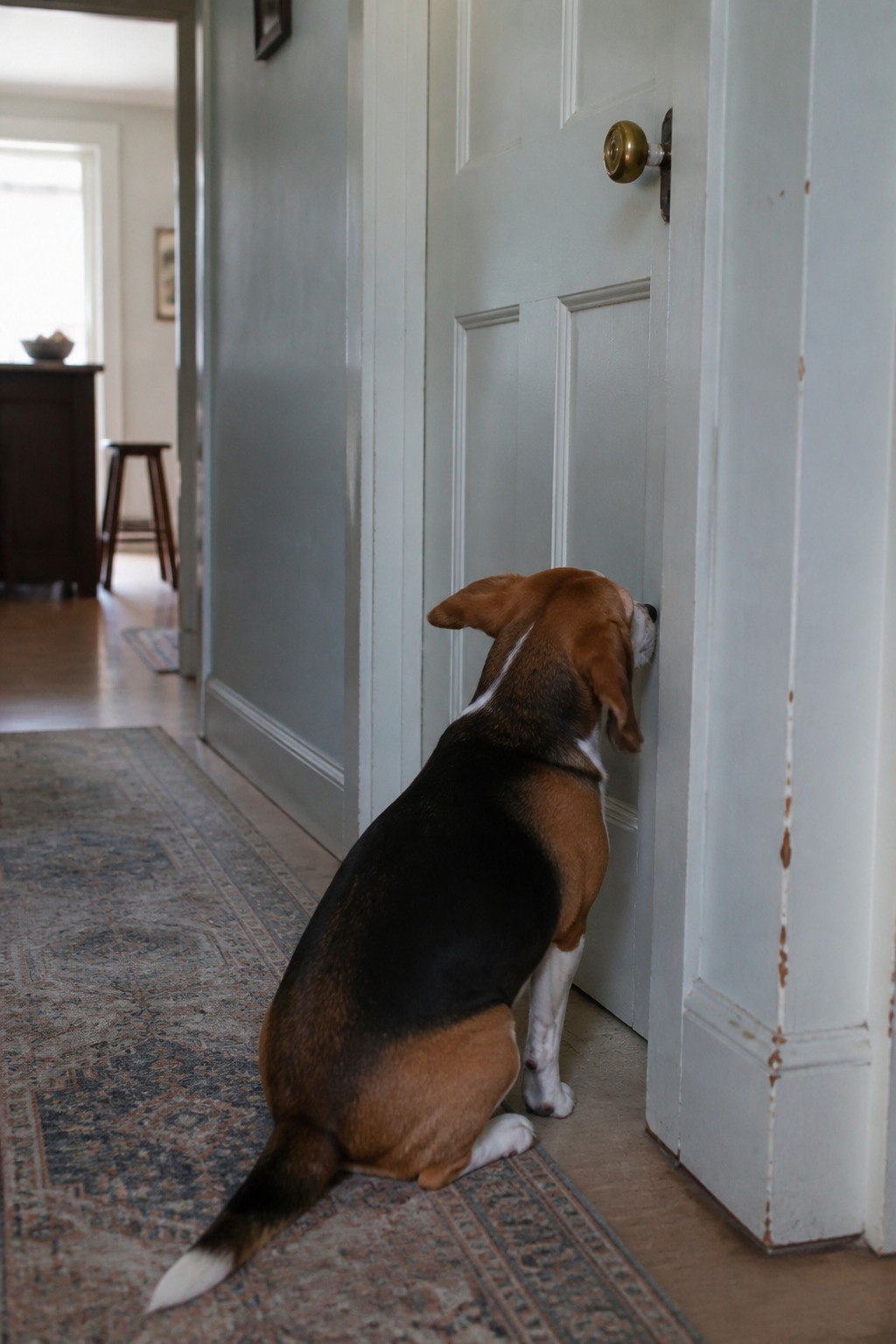 9 Everyday Human Habits That Genuinely Baffle Your Dog
