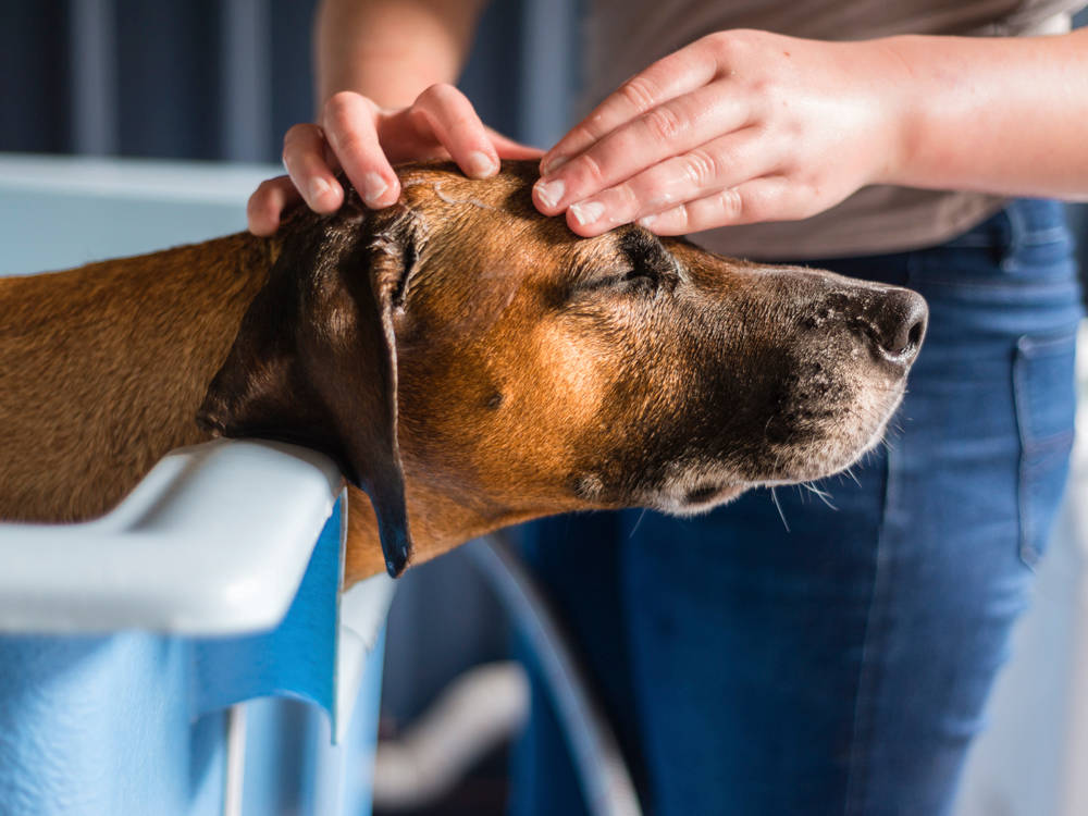 7 Tick Myths That Put Your Dog at Risk