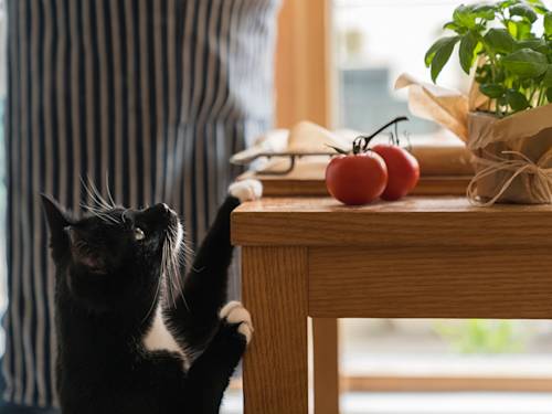 The Tomato Is Safe for Your Cat. The Plant Can Poison Them.