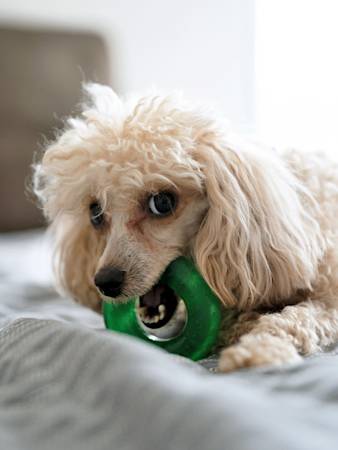 Your Dog Isn't Being Possessive Over That Toy. They're Doing Math.