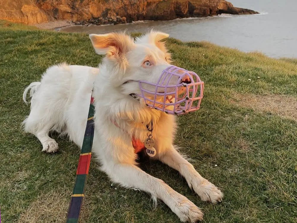 Your Dog Doesn't Need a Muzzle. Train Them for One Anyway.
