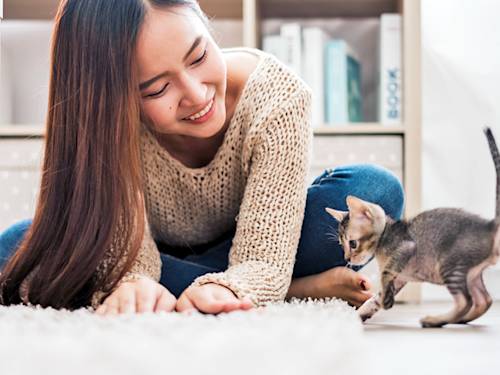 Yes, You Can Train a Cat. You've Just Been Offering the Wrong Deal.