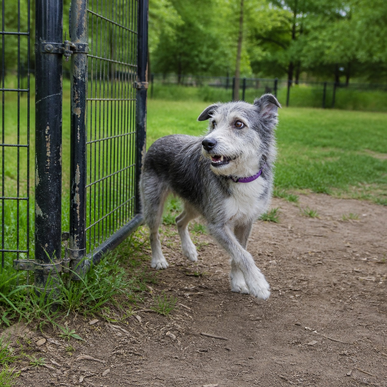 The 20 Trending Dog Names of 2025 Are a Lagging Indicator of Hollywood