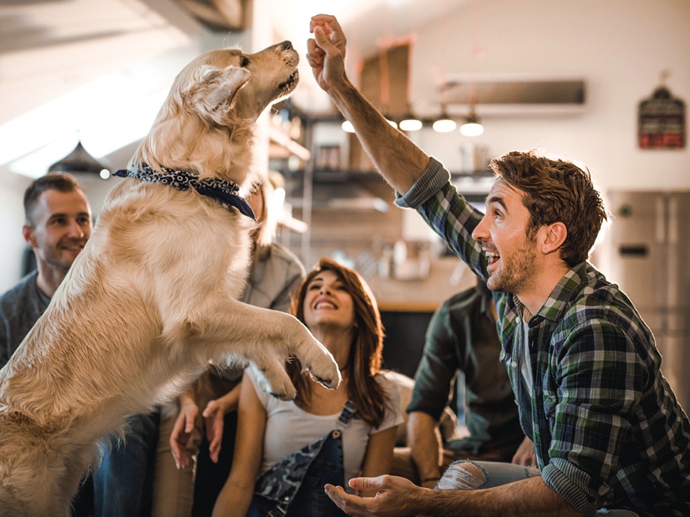Teaching Your Dog 'Shake' Does Something Bigger Than You Think