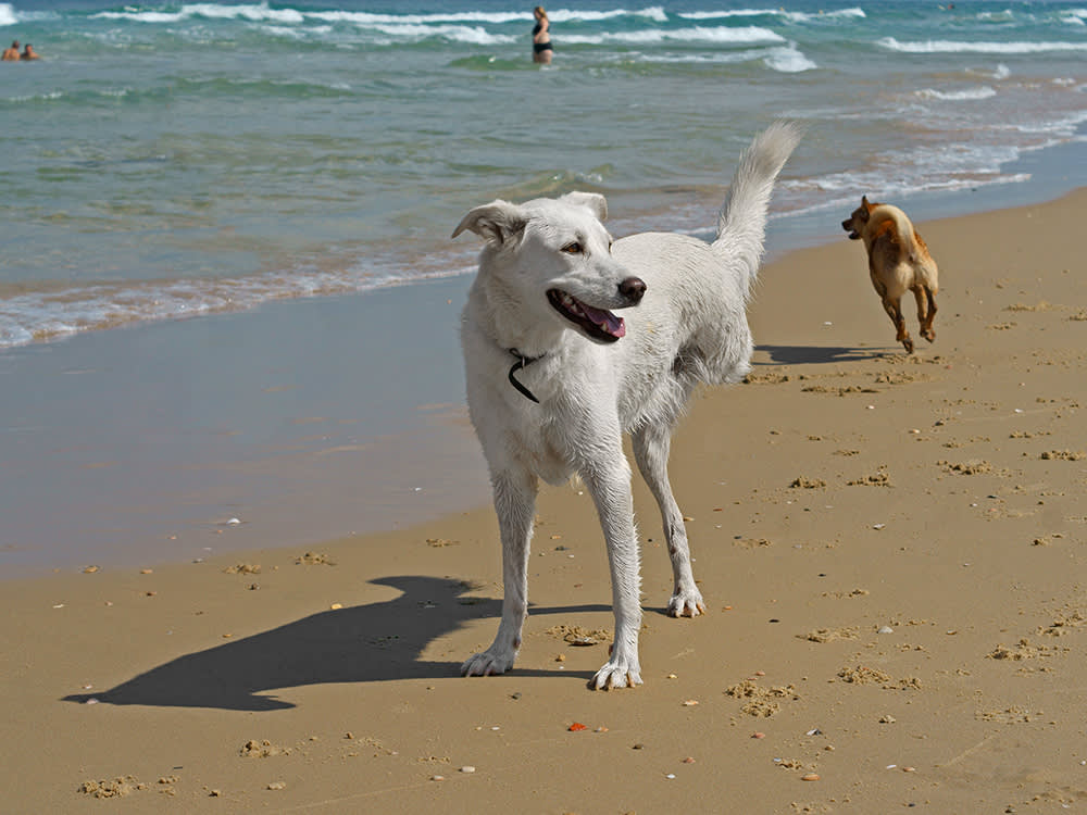 Your Tripod Dog Is Fine. It's the Other Three Legs You Should Worry About.
