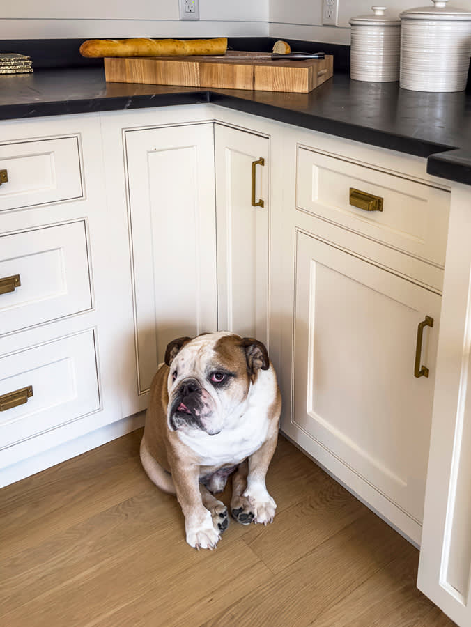 The 'Revenge Poop' Is a Smoke Alarm, Not a Grudge