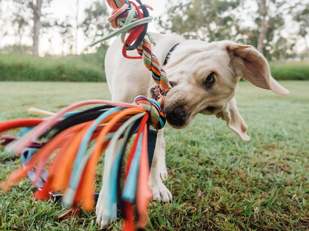 Your Tug Toy Isn't Failing at the Rope. It's Failing at the Handle.