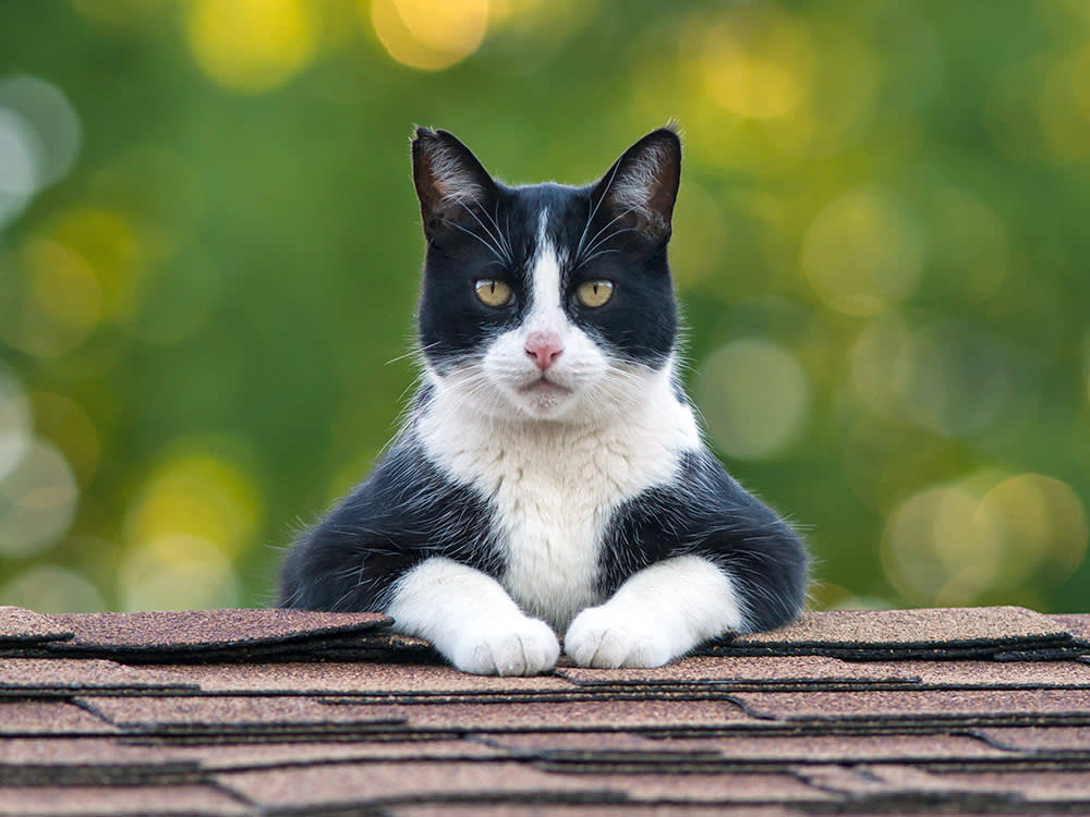 The Tuxedo-Cat IQ Myth Is Really a Story About Us
