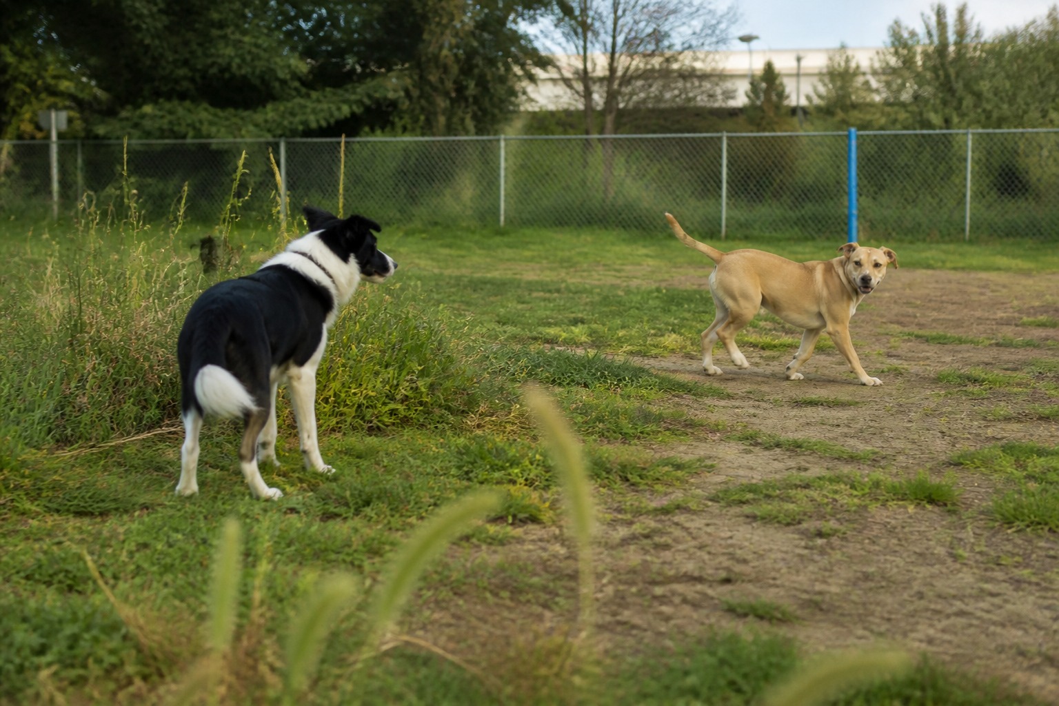 Your Dog Doesn't Owe Every Dog a Friendship. Here's How It Actually Chooses.