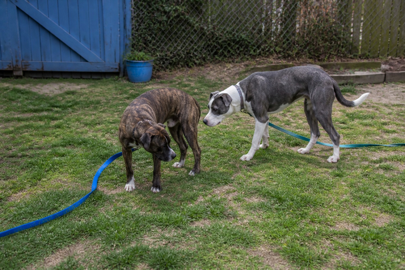 Before You Get a Second Dog, Let Your First Dog Cast the Deciding Vote