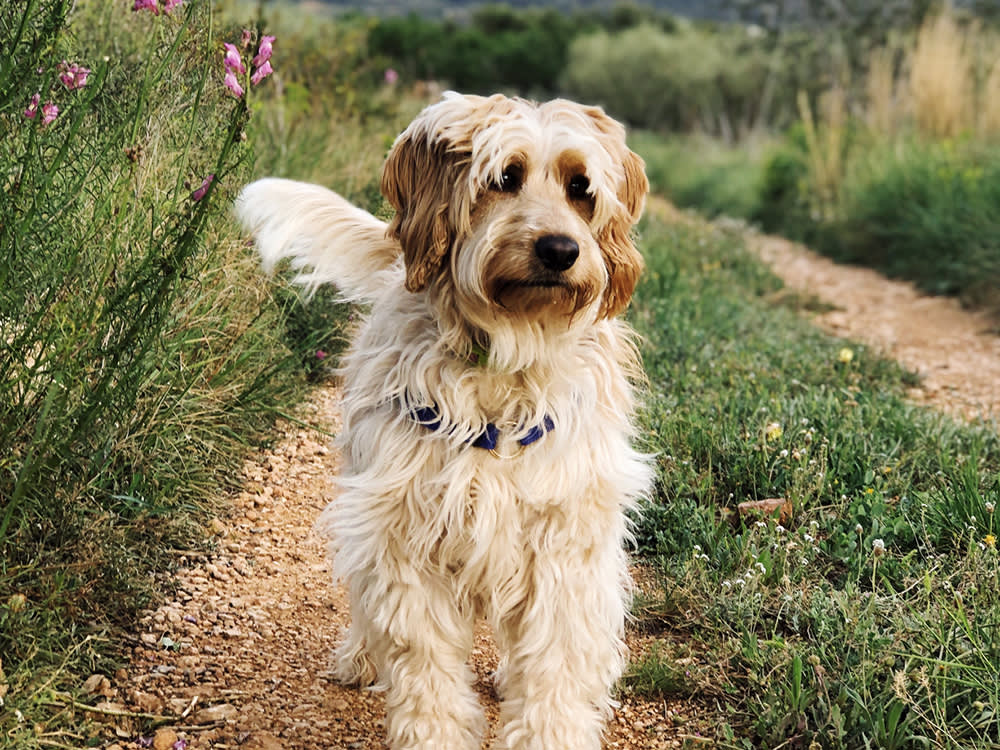 The Desert Fungus That Ambushes Dogs Through Their Nose
