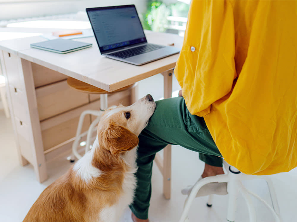 Your Dog Follows You to the Bathroom. Here's How to Get Some Space Back