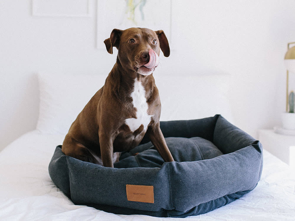 Velvet Hippo dog bed founders and their dogs — behind the brand
