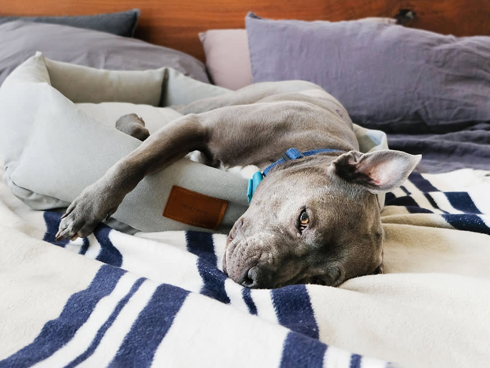 Velvet Hippo supportive dog bed in a stylish living room setting