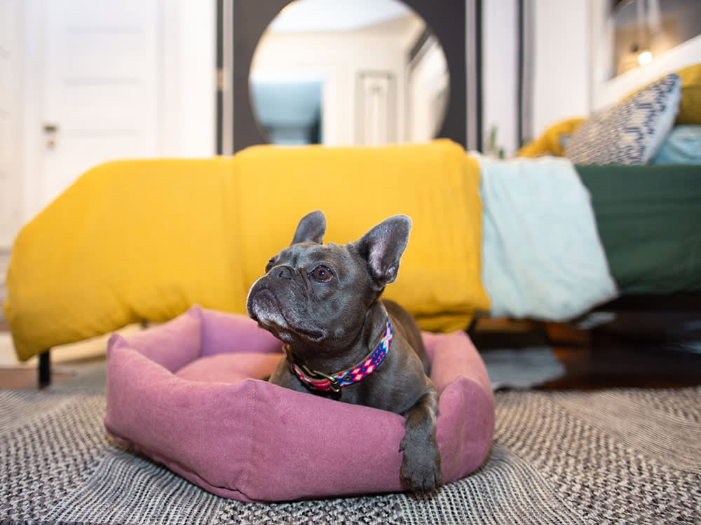 Velvet Hippo dog bed with a happy dog resting on it