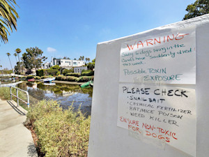 Dogs Kept Dying Near the Venice Canals. The Investigation Never Named a Cause.