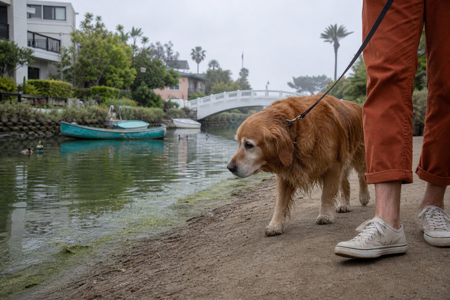 Dogs Kept Dying Near the Venice Canals. The Investigation Never Named a Cause.