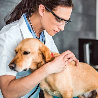 The Flea and Tick Prevention Vets Actually Reach For