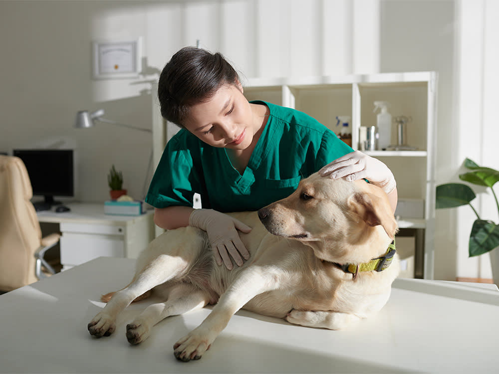 The Vet Shortage Everyone Warned About May Not Be Coming. The Burnout Behind It Already Arrived.