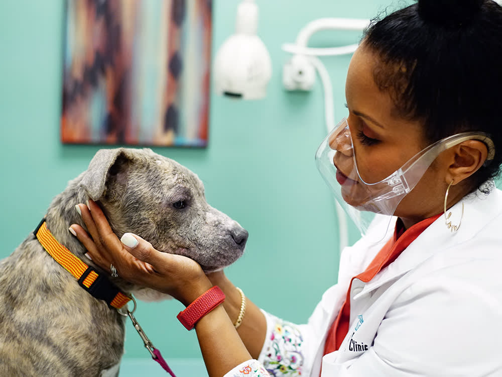 The Vet Specialty Nobody Mentions, Until Your Dog Won't Stop Scratching