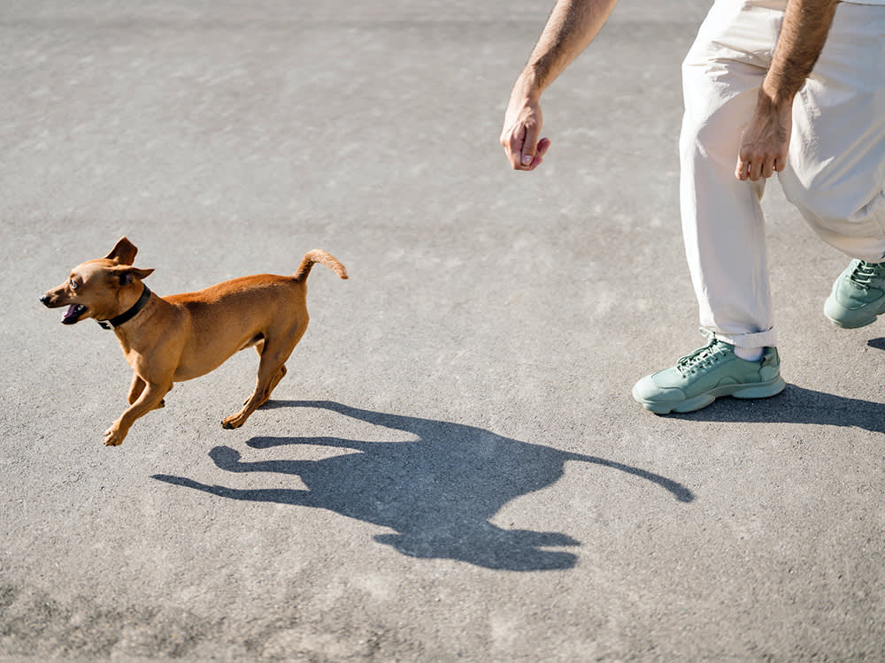The Viral 'Run Away From Your Dog' Trick Works. You Get to Use It Once.