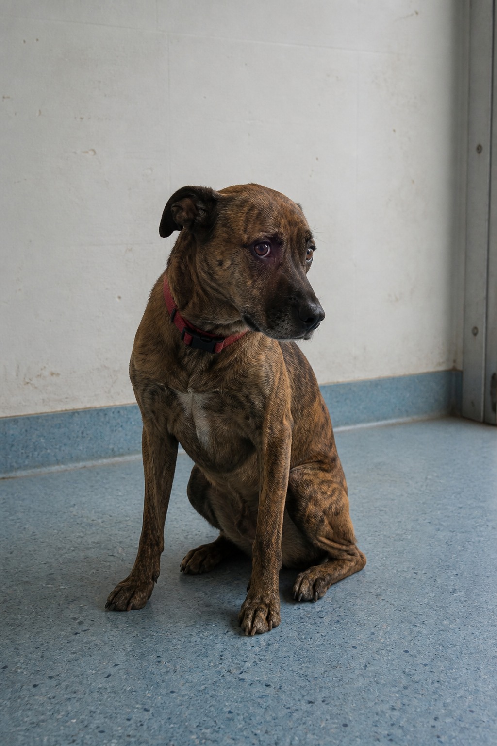 A 'Luxury' Dog Boarding Chain Just Paid $150K to Settle Neglect Claims
