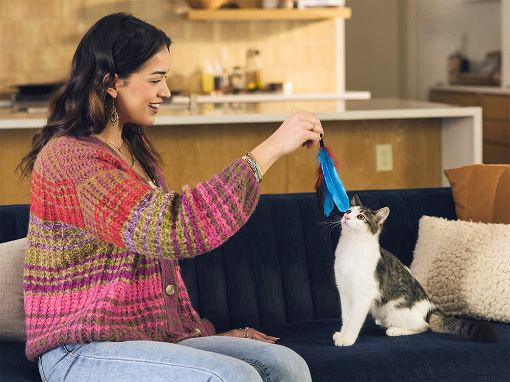 Score Your Cat's Toys by the Four-Act Hunt They Let It Finish