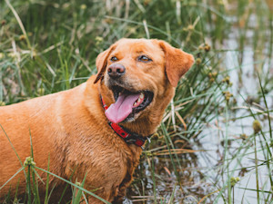 The Prettiest Plant at the Water's Edge Can Kill a Dog in Hours