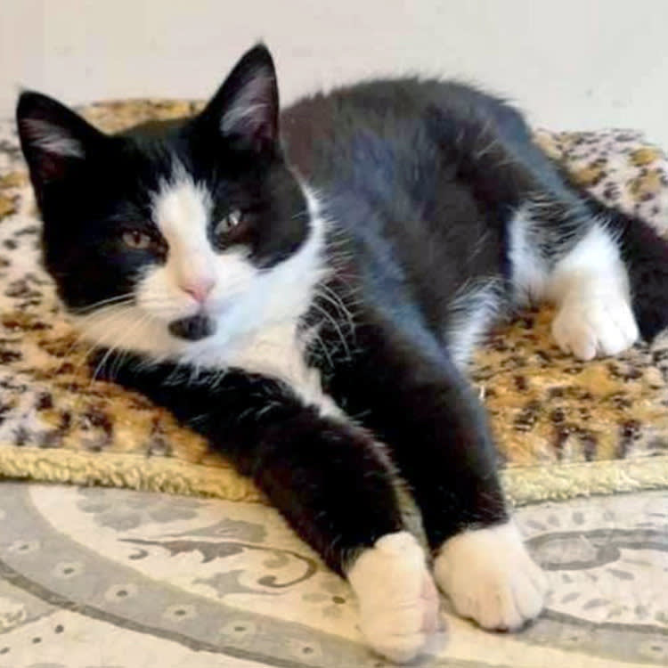 A Five-Month-Old Kitten Turned On a Faucet, Blocked a Drain, and Closed a Cat Cafe