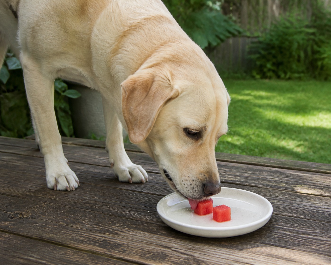 Watermelon Is a Great Dog Treat. Two Parts Are Not