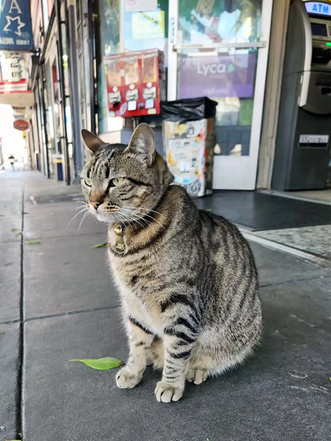 A Robotaxi Killed a Beloved Bodega Cat. Five Weeks Later It Ran Over a Dog.