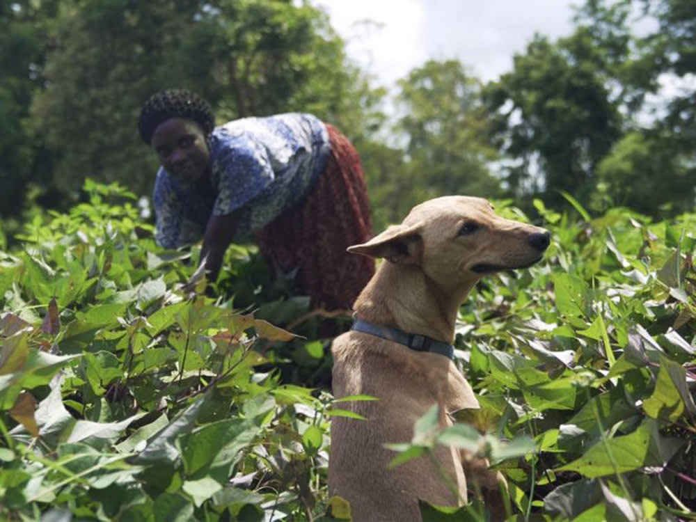 The Best Dog Documentary Ever Made Is Barely About Dogs