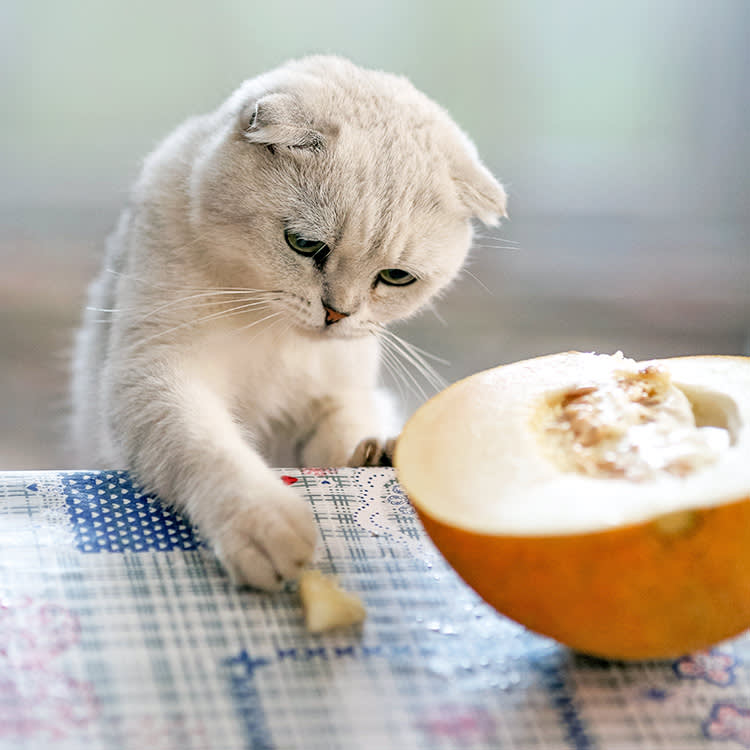 Your Cat Begs for Olives and Cheetos. There's a Chemical Reason Why.