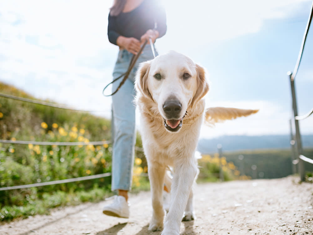A Dog Costs More Than a Used Car. Where You Live Swings It by $10,000.