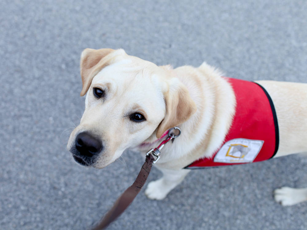A Service Dog Doesn't 'Cure' PTSD. What It Actually Does Is Now Backed by Real Data.