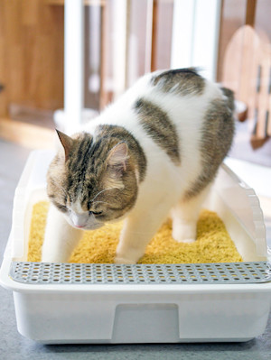 Your Cat's Litter Box Is a Daily Health Report. Learn to Read It.