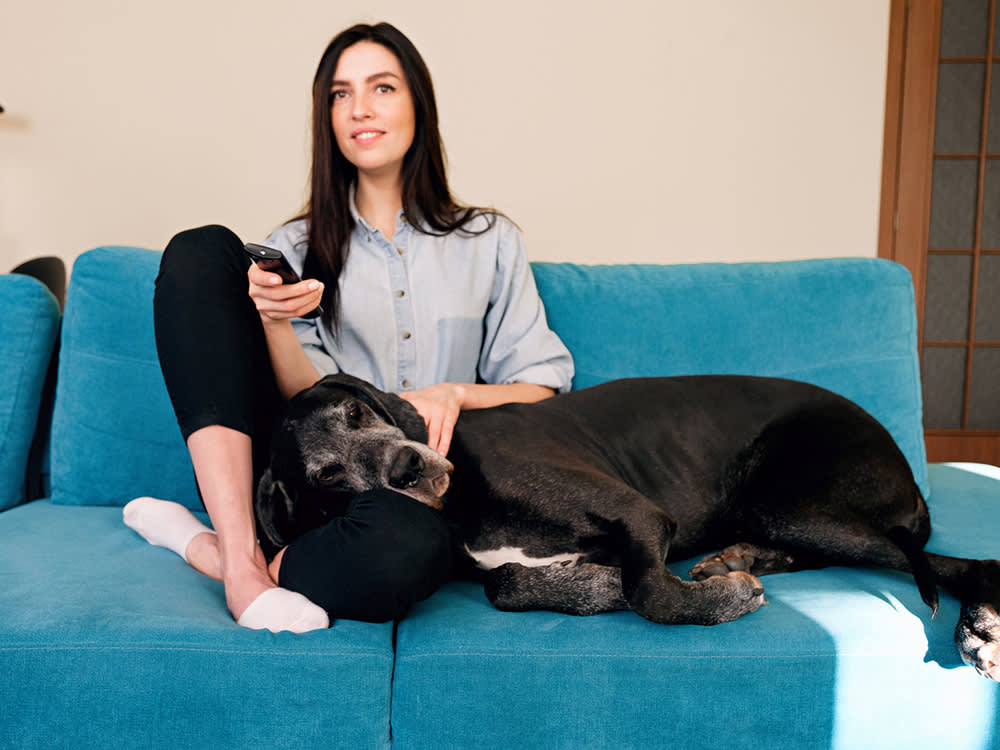 Your Dog Isn't Ignoring the TV. They're Seeing a Different Show.