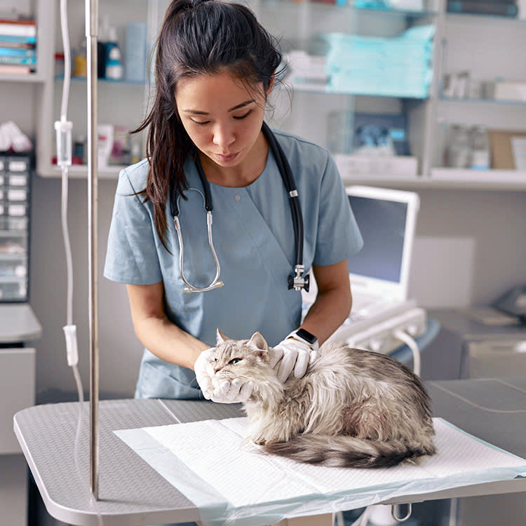 Whether Pet Insurance Covers the Vet Depends on One Question: Why Are You There?