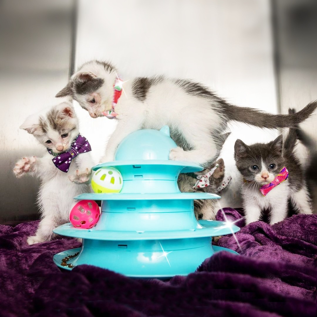 Skip the Donation Bin. Here's What Shelters Actually Run Out Of.