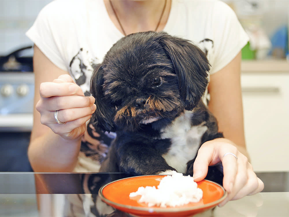Don't Fast a Dog With Diarrhea. The Advice Flipped, and Here's What to Feed Instead.