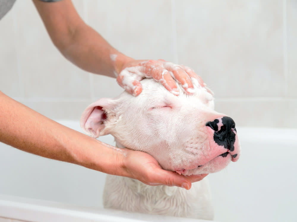 Your Dog's Skin Is a Third as Thick as Yours. Wash Accordingly.