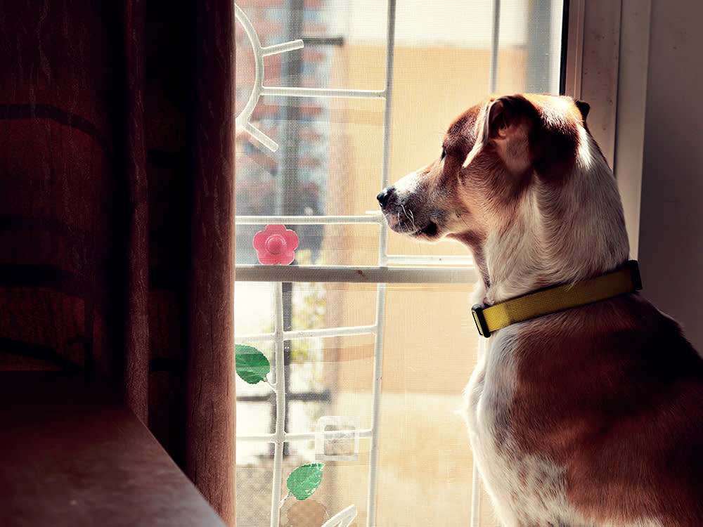 Your Dog Remembers That. Yes, Even Yesterday.