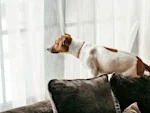 Your Dog Doesn't Miss You the Way You Think. It's Better.